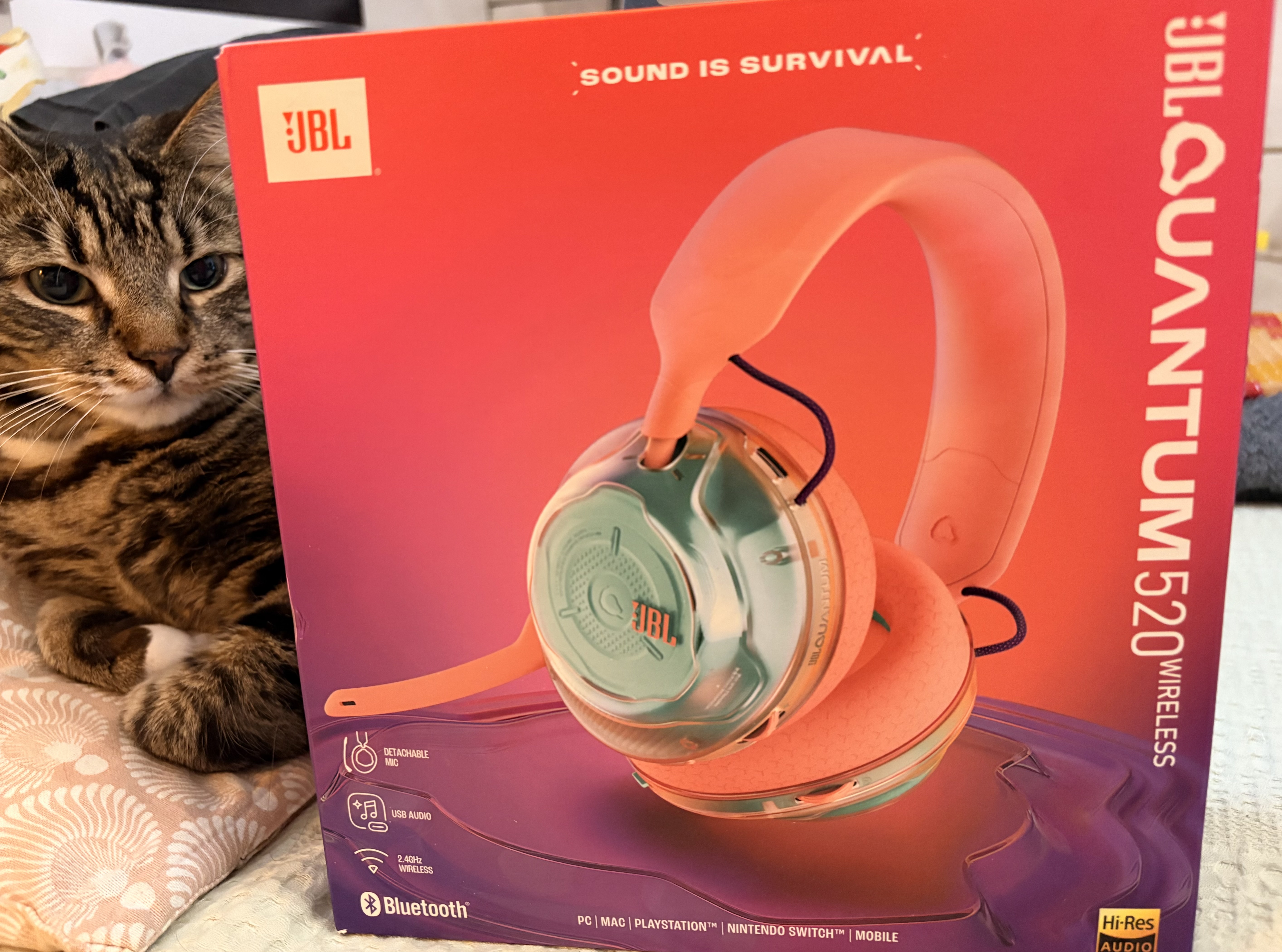 JBL Quantum 520 -kuulokkeet laatikossa. Ja kissa.