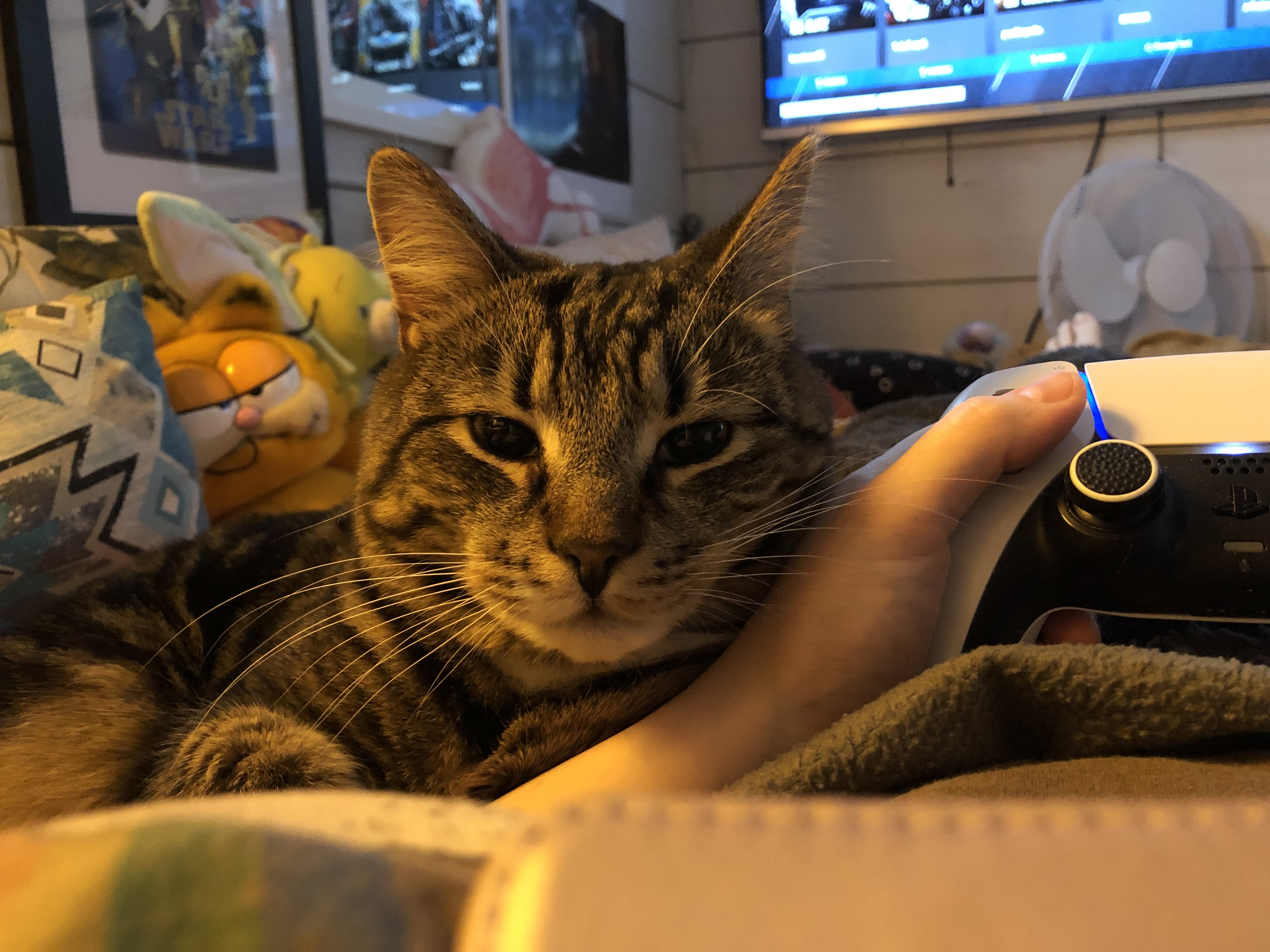 Tarjan kissa Mahti PS5-ohjainta pitelevien käsien vieressä, tuijottaa suoraan kameraan