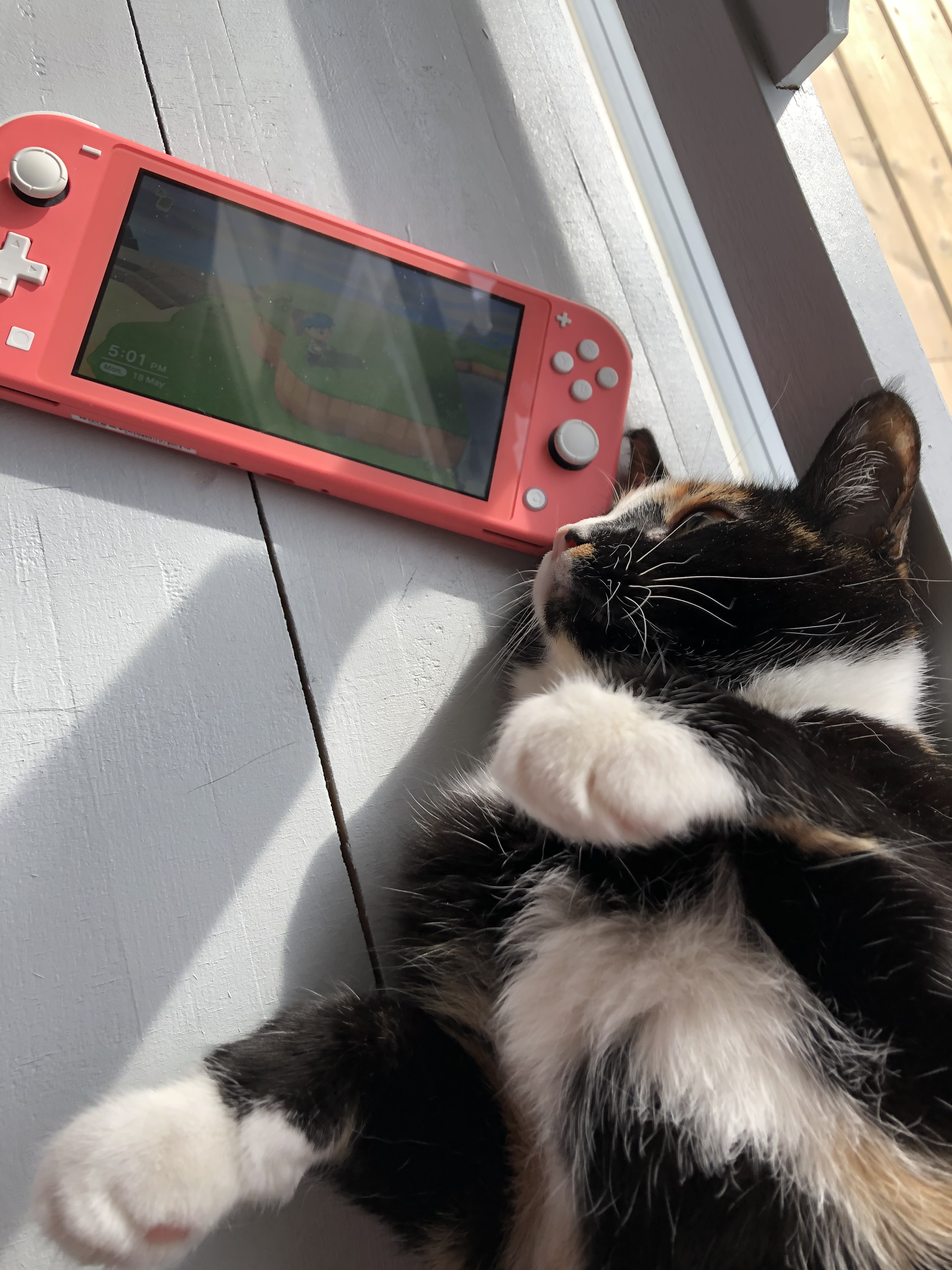 Sipu, kissa, Nintendo Switch Lite
