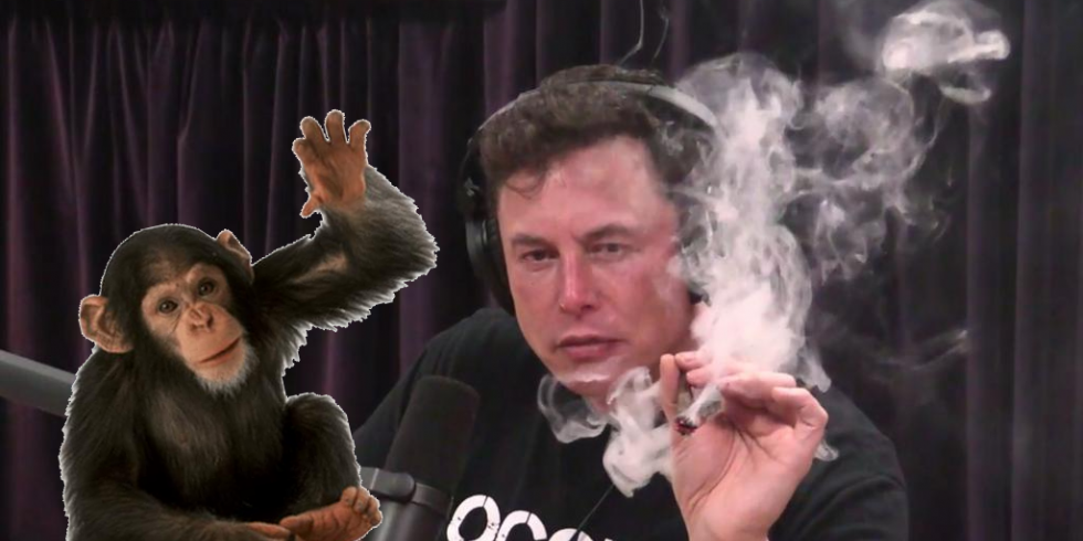 Elon Musk ja apina