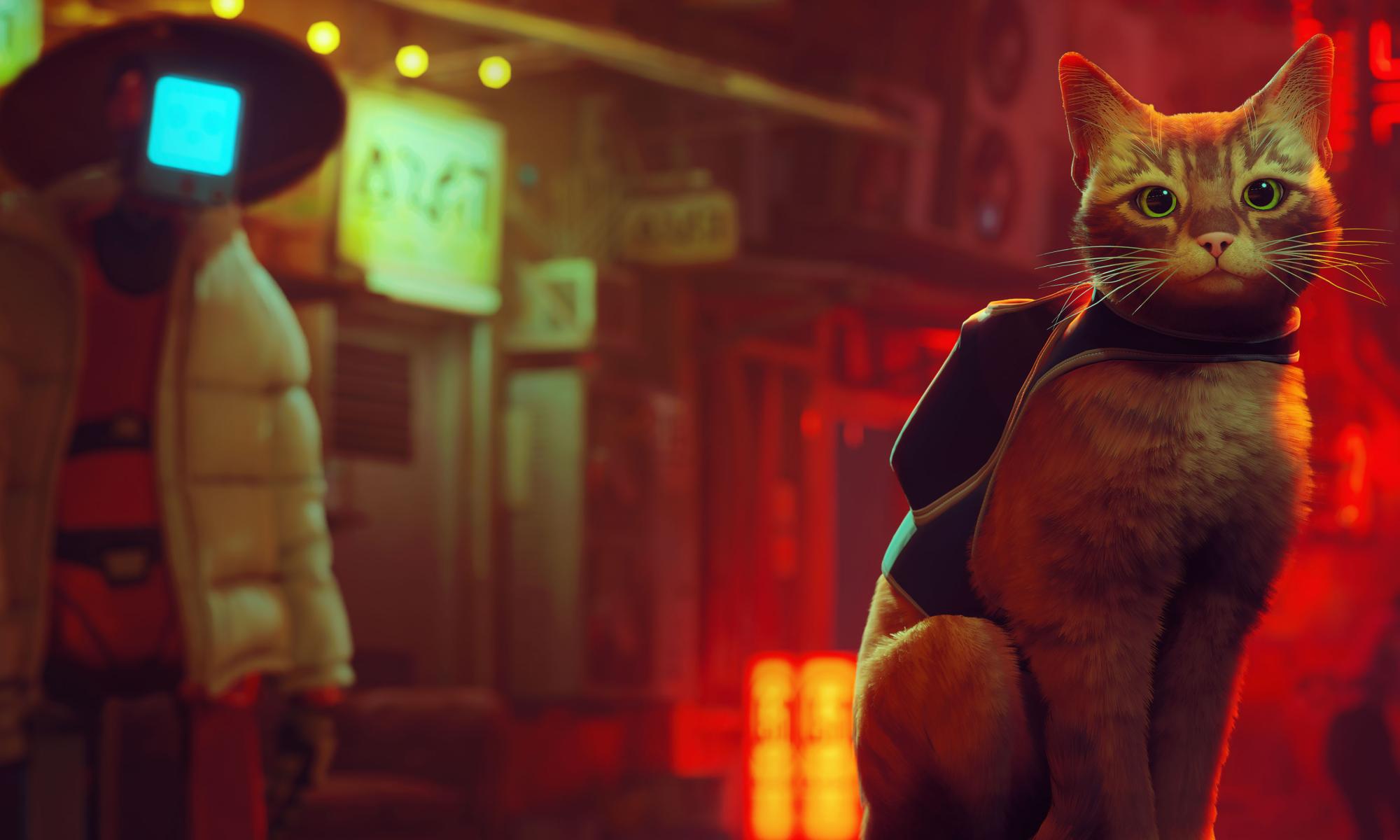 Stray kissa.jpg