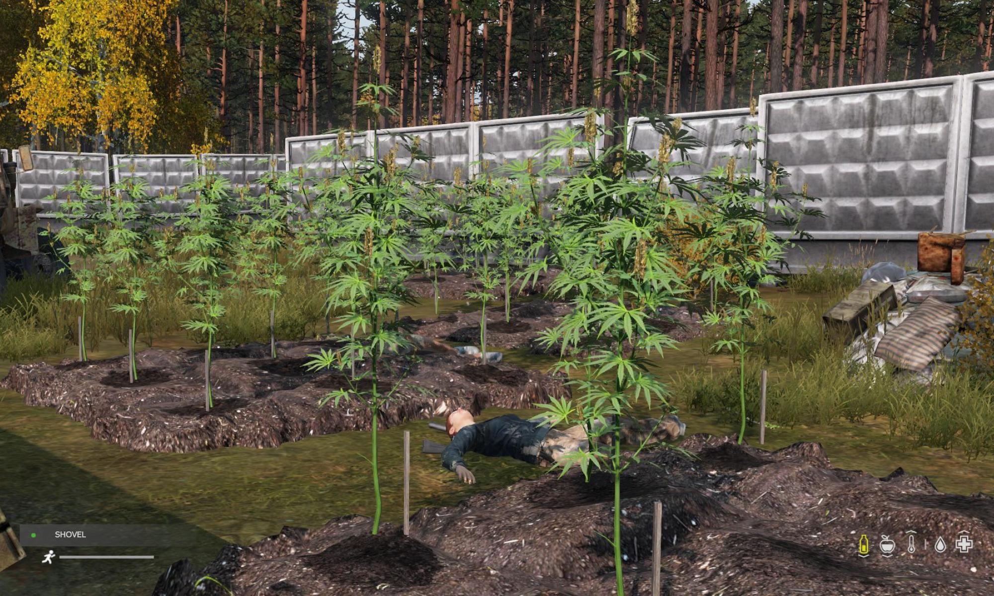 dayz.jpg