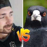 Lynchy ja harakka