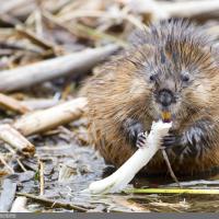 fudgehog