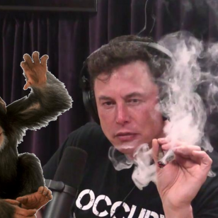Elon Musk ja apina