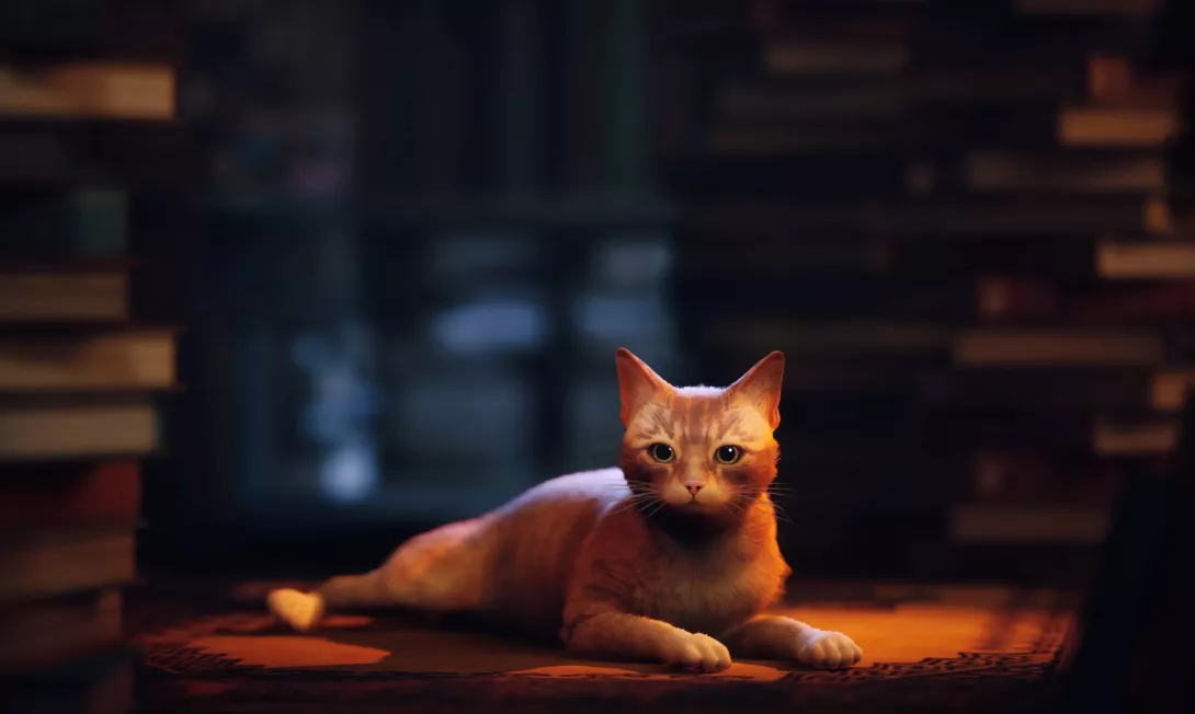 Stray