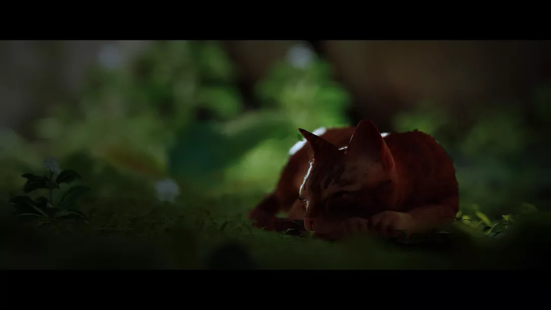 Stray_kissa unilla
