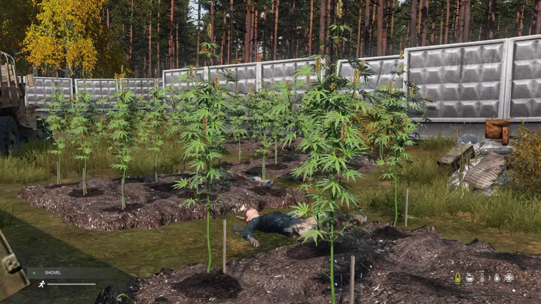 dayz.jpg