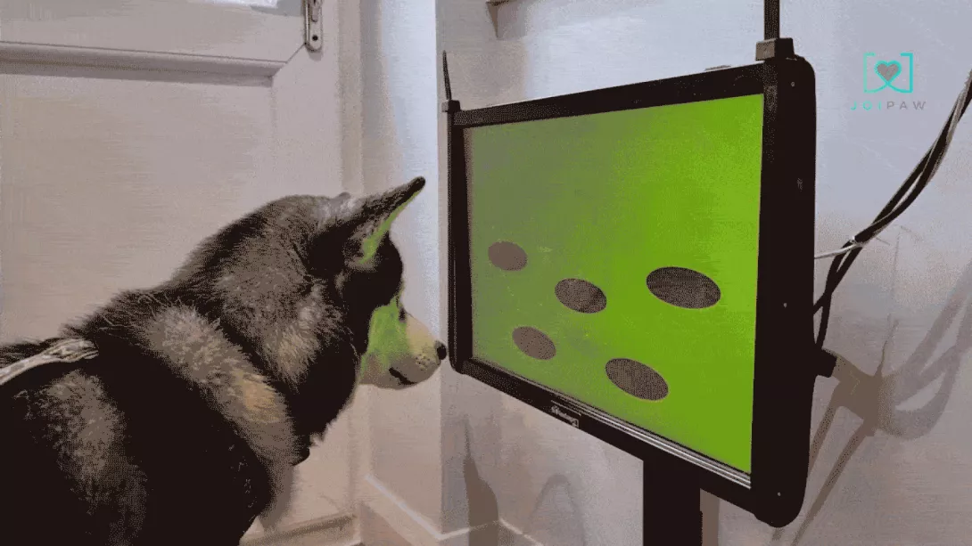 joipaw.gif